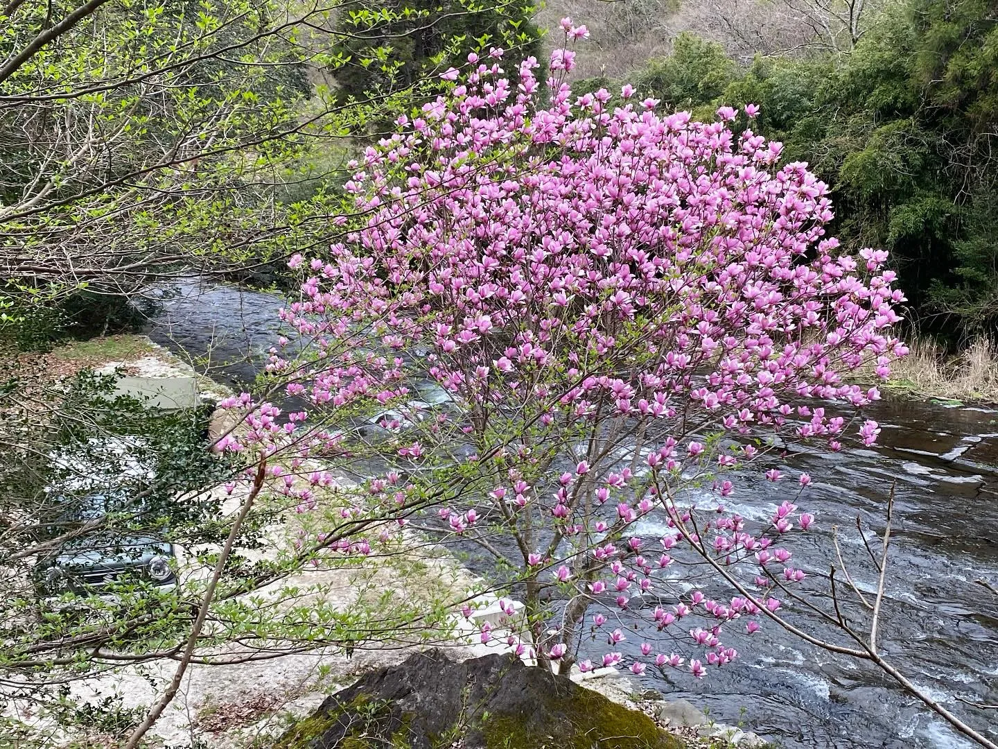 遊水峡の川沿いの貸切サイトの紫木蓮が、鮮やかに満開！金曜お泊...