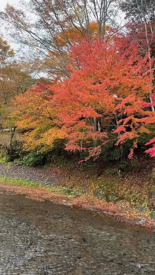 遊水峡の紅葉が見頃を迎えています。