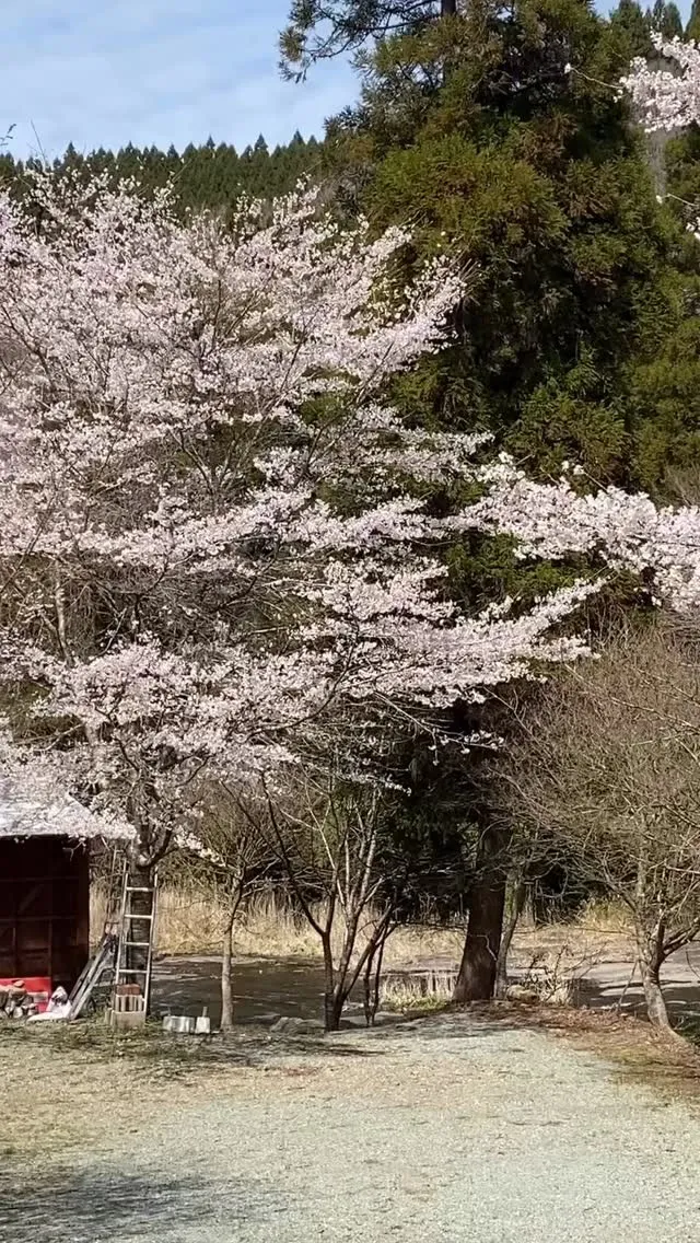 遊水峡の桜も満開です。