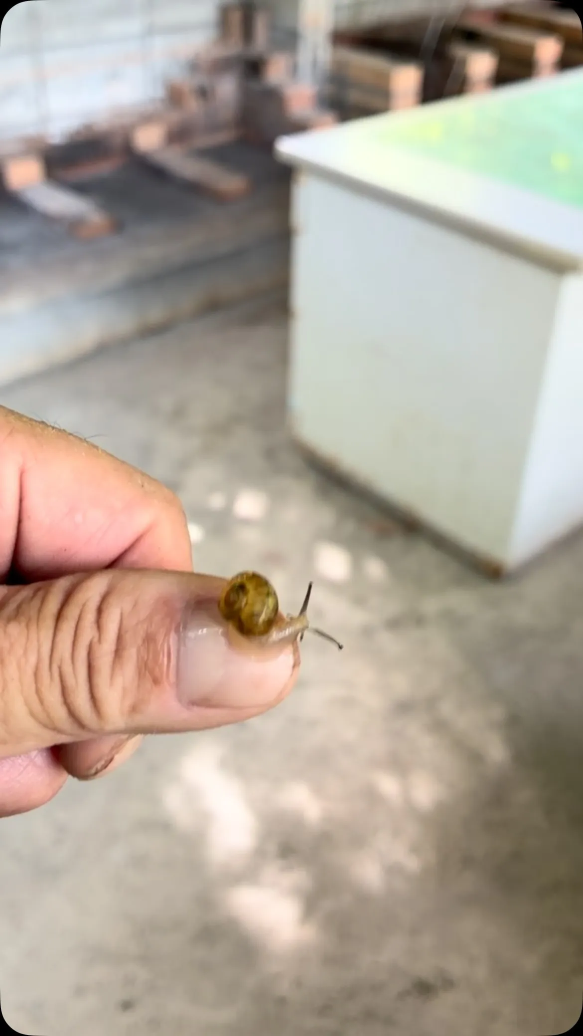 ぅわ！小っちゃ！遊水峡の炊事棟を掃除してたら、流し台の上で発...