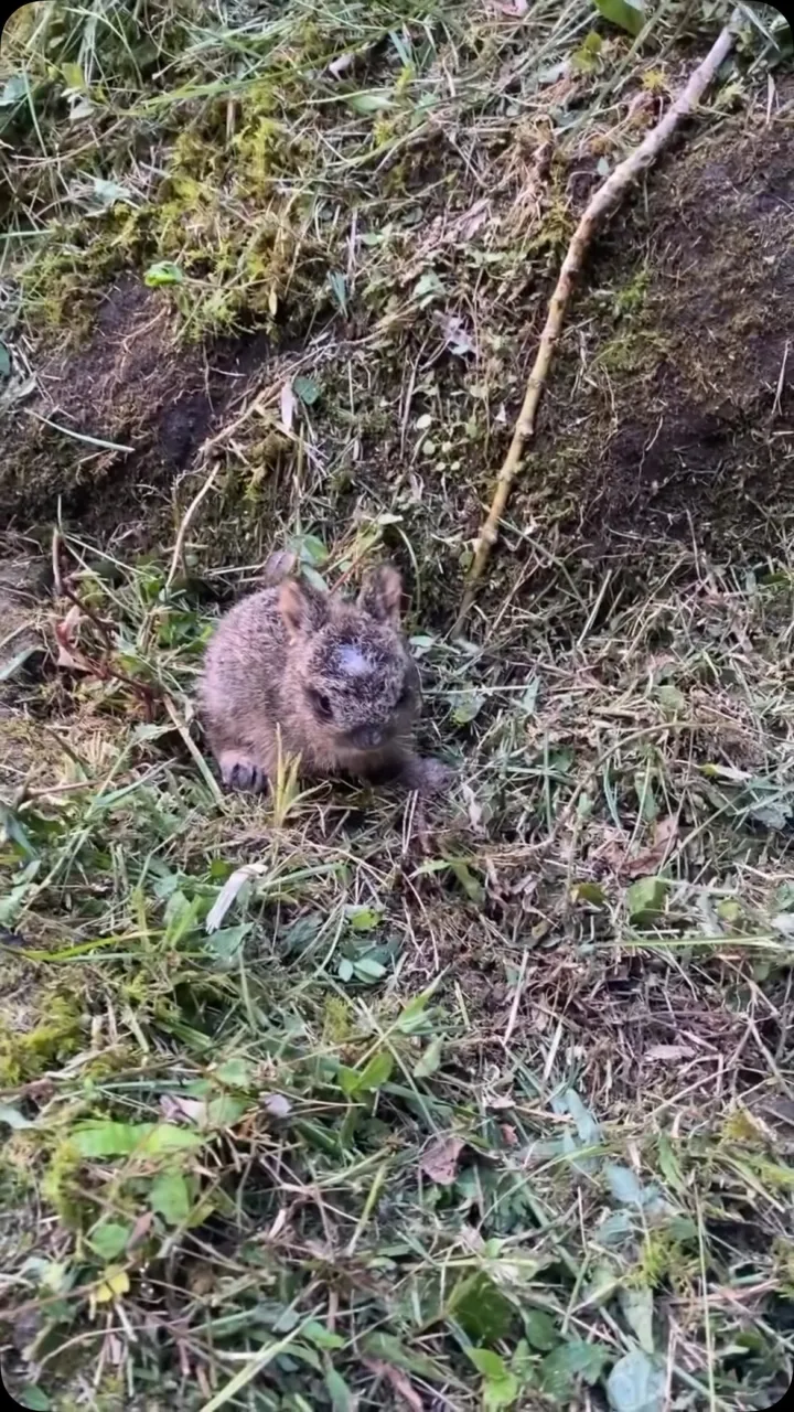 草刈り作業中にひょっこり現れた赤ちゃん野うさぎ🐰